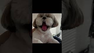 【注意：過激】愛犬に起こされるということShihtzu wakes mom up #puppy #シーズー #癒し #シーズーあいす #family #家族 #シーズー #shorts#犬のいる生活