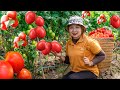 Harvesting A Lot Of Tomato to the Market to Sell - how to grow eggplant | Lucia's Daily Life