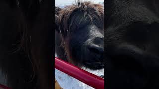 Feeding a yak