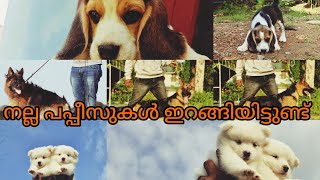 #petsofkerala നല്ല പുതിയ പപ്പീസുകൾ ഇറങ്ങിയിട്ടുണ്ട്❤️😁