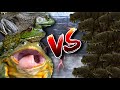 RAKUS! BULLFROG MEMBANTAI KATAK FEEDER | WARNING! LIVE FEEDING VIDEO