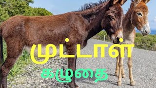 முட்டாள் கழுதை  / FOOLISH  DONKEY \u0026 SALT