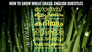 HOW TO GROW WHEAT GRASS / ഗോതമ്പ് എങ്ങനെ മുളപ്പിക്കാം