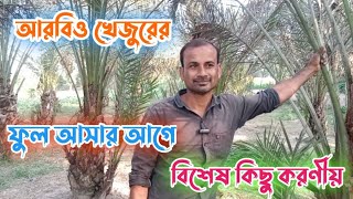 আরবিও খেজুরের ফুল আসার আগে বিশেষ কিছু করণীয় || আরবিও খেজুর চাষ || Arabic Dates