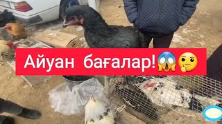 ҚЫЗЫЛОРДА ИТ-ҚҰС БАЗАР/ 03.01.2021