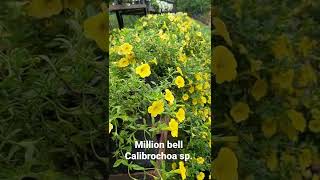 The flower series. Calibrochoa sp. commonly known as million bells