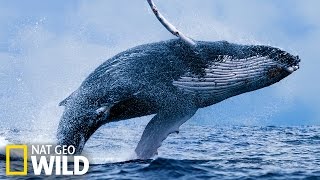 Baleine qui mange - Wild Alaska