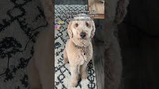 He doesn’t believe me #goldendoodle #dogs