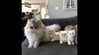 Cute cats and kittens video 😍😻 so cute kitten video 😍  shorts  tiktok