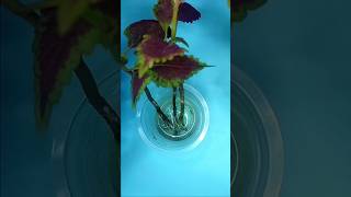 How to propagate/ grow Coleus in Water from Cuttings | Coleus Propagation |