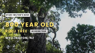 800 Year Old Rimu Tree \u0026 New Zealand Botanical Gardens (4K)