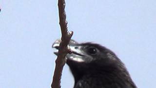 Canto do Anu-preto (Crotophaga ani) – Smooth-billed Ani, Pássaro Sociável