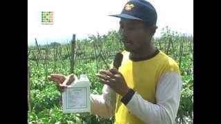 K-Link ~ Bio Boost Pada Tanaman Cabe / Cabai / Lombok # 1