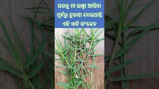 ଘରକୁ ମା ଲକ୍ଷ୍ମୀ ଆସିବା ପୂର୍ବରୁ ତୁଳସୀ ଦେଇଥାନ୍ତି ଏହି ୩ଟି ସଂକେତ #sadhubani #shortsfeed