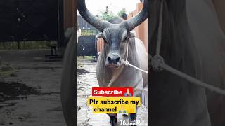 cow videos cow😱#cow#shorts#kankrej#cowvideos#cowvideo#viral