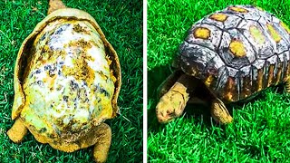 This Tortoise Badly Damaged Her Shell in a Bush fire. But How They Fixed Her Up Is Mindblowing