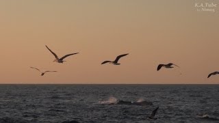 島根半島の浦側ぶらり見てある記 雲州平田・釜浦 (6-May-2014)