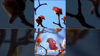 Yulan Magnolia Bird flower😱😮😱😮🌹🌺❤️Bengali।Unknown with Ranjan #shorts #youtubeshorts #viral