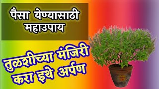 पैसा येण्यासाठी उपाय ! तुळशीच्या मंजिरी करा या सोबत अर्पण ! Marathi vastu tips upay