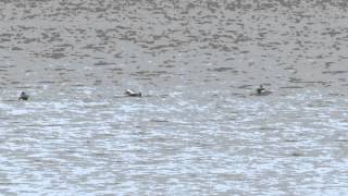 Quarrel among Long-tailed Ducks