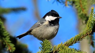 Sýkora uhelníček, Coal tit, Tannenmeise, Zwarte mees, Carbonero garrapinos, Mésange noire