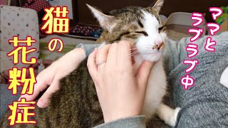 猫も花粉症になる！？その症状と注意すべき点とは。そしてうちの猫は花粉症か…？