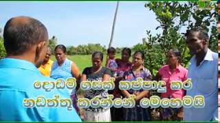 Department Of Agriculture Sri lanka Krushi tv channel-දොඩම් ගසක් කප්පාදු කර නඩත්තු කරන්නේ මෙහෙමයි