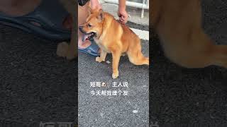 短哥🐶：下次能不能在家理发，热死狗了发现一只傻狗 这狗怎么人模人样的 动物的迷惑行为