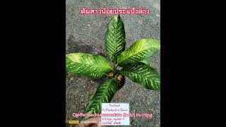 ต้นสาวน้อยประแป้งด่าง Dieffenbachia maculata (lodd.) bunting หรือ Dieffenbachia Picta Schott