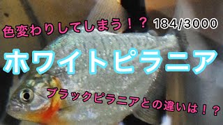 # 184 繁殖期には￼色が変わってしまう！？ ブラックピラニアとの見分け方とは！？ ベタ専門店 泡スタッフが解説 知育・教育ビデオ ホワイトピラニア White piranha