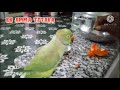 Pattu the cute parrot speak with angry in tamil