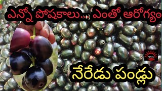 పోషకాల గని..నేరేడు పండ్లు | Jamun Fruits Health benefits | Neredu pandu Benefits | పల్లెటూరు