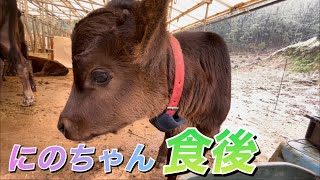 にのちゃんミルクの後何してるの？