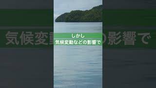 髙梨沙羅さんと学ぶ　パラオの気候変動アクション　～サンゴ礁とマングローブ林の保全～　#shorts