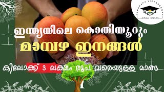 ഇന്ത്യയിലെ കൊതിയൂറും മാമ്പഴ ഇനങ്ങൾ.. കിലോക്ക് 3 ലക്ഷം രൂപ വരെയുള്ള മാങ്ങ..