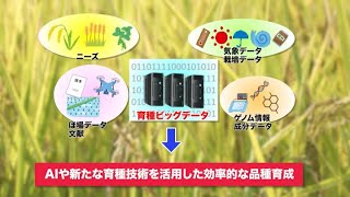 種苗開発を支える「スマート育種システム」の開発​～育種ビッグデータと育種支援システム　全体概要​～​