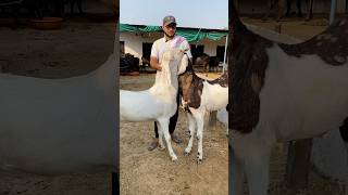 GUJRI and SOJAT for sale in Tonk Rajasthan Contact: 7823888866 #shorts #gujrigoat #sojatbakra