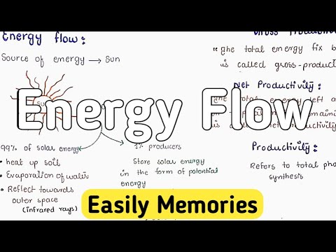 Energy flow in an ecosystem | Food chain