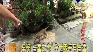 猴硐的貓 紅到美國Yahoo首頁