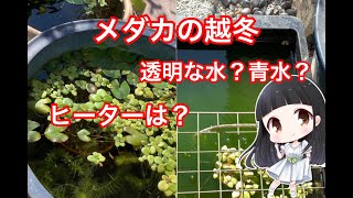 【どんぐり⭐︎めだか】屋外飼育の越冬準備はグリーンウォーター？透明な水？