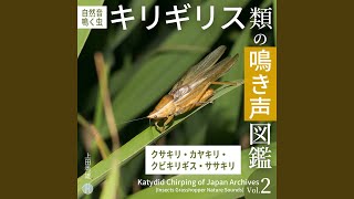 ウスイロササキリ