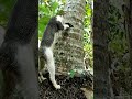 tolong kaki saya nyangkut funny comedy kucing lucu cute cat