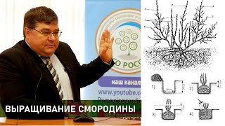 Как вырастить смородину. Посадка, размножение, подкормка, уход, болезни и вредители. Новые сорта.