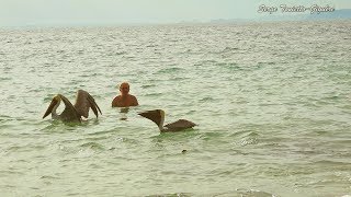 #Baignade avec les #PélicansBruns #CostaRica (#9) /#Swimming with #BrownPelicans / #AventureNature