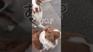 飼い主が『あれ？』となると一緒なってに『あれ？』ってなる犬達が可愛すぎる😂【ボーダーコリー・オーストラリアンシェパード】 #shorts