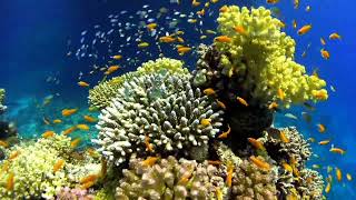 2 Hours pf Beautiful coral Reel Fish Relaxing Ocean Fishأسماك وصوت اعماق المحيط للاسترخاء