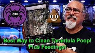 Best Way to Clean Tarantula Poop!  Plus Feedings!