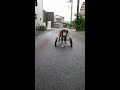 はな工房の犬用車椅子　静岡県　ラブラドールレトリーバー　ちょ子ちゃん♪