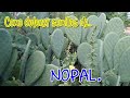 Como obtener semillas de nopal