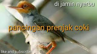 Masteran/Pikatan Burung prenjak coki paling MANTAP